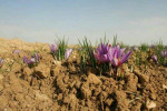 آغاز برداشت زعفران از سطح ۱۶۰ هکتار از مزارع خرم‌آباد