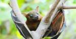 شیوع یک ویروس دیگر از خفاش‌ها برای اولین بار در اروپا