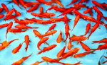 پنج میلیون قطعه ماهی قرمز در انتظار سفره های نوروز