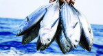 کاهش ۵۰ درصدی ارسال ماهی شمال به استان ها