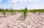خسارت۵۰ درصدی خشکسالی به کشاورزی لرستان