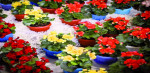 تبریز؛ میزبان نمایشگاه فضای سبز و گل و گیاه