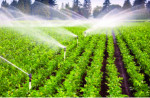 ۷۷ طرح کشاورزی در استان همدان؛ آماده بهره برداری