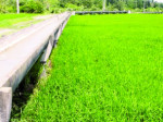 اجرای طرح نوبت بندی آب کشاورزی در گیلان ضروری است