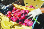 زمینه صادرات ۶۰۰ هزارتن سیب  در آذربایجان غربی فراهم شود