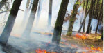 آتش سوزی جنگل ها موجب تشدید آلودگی هوا در فصل تابستان می شود