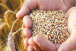 واردات یک میلیون و ۲۰۰ هزار تن گندم و روغن به کشور