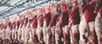عشایر چهار برابر نیاز وارداتی گوشت قرمز  تولید می‌کنند