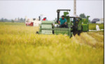 برداشت مکانیزه برنج در ۳۱ هزار هکتار مزارع بابل