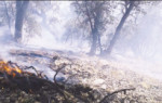 آتش سوزی در جنگل‌های گلستان از لحاظ وسعت  ۸۹ درصد نسبت به مشابه سال قبل کاهش یافته است