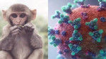 ویروس آبله میمونی روی سطوح تکثیر می‏شود
