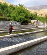سالانه ۸۰۰ تن ماهی از نهاوند به اوراسیا صادر می‌شود