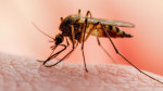 هشدار شبکه بهداشت و درمان سوران به مردم جنوب سیستان و بلوچستان در خصوص شیوع مالاریا