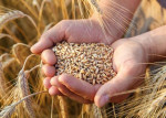 فارس سال گذشته ۱۰ درصد گندم کشور را تولید کرد