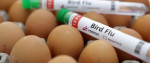 خطر فعلی سلامت عمومی ناشی از آنفلوآنزای پرندگان «کم» است