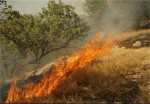 ۲۰ مورد آتش‌سوزی در مزارع و اراضی ملی اسدآباد طی روزهای اخیر