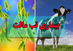 شناسایی ۵۶۴ بیمار مبتلا به تب مالت در کردستان