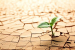 کاشت درخت در خوزستان؛ راهکاری برای مهار ریزگردها و احیای بیابان‌ها