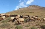 دام مازاد و خشکسالی؛ زنگ خطر برای مراتع خراسان جنوبی