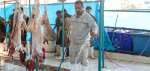 مراقب تب کنگو باشید؛ یک بیماری قابل انتقال از دام